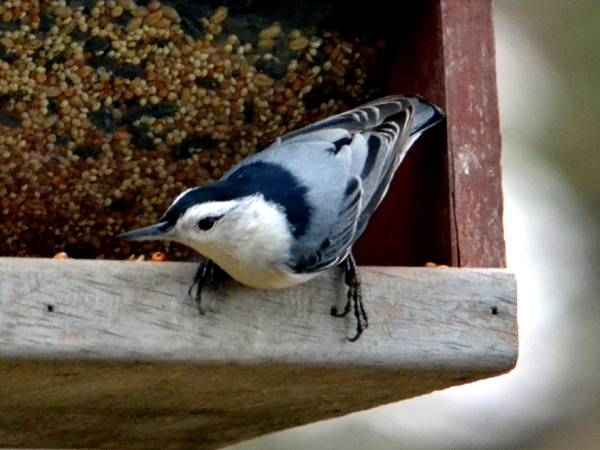 SNAPSHOT - A visit from a White-breasted Nuthatch