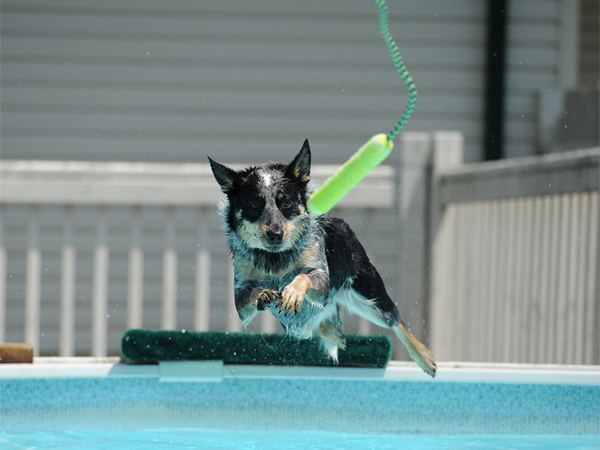 SNAPSHOT - Lola practicing for upcoming DockDog competition